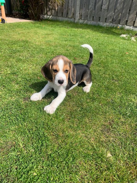Beagle Tricolor - Mascul / Femela, 8 saptamani, carnet de sanatate