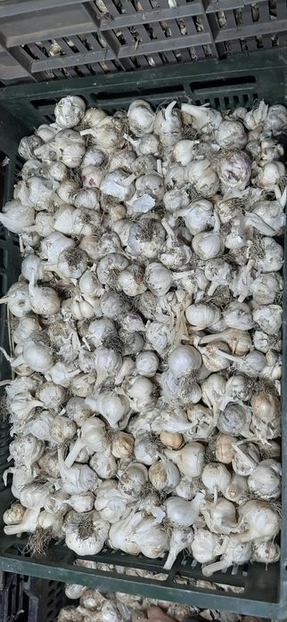 Vand USTUROI românesc!!!