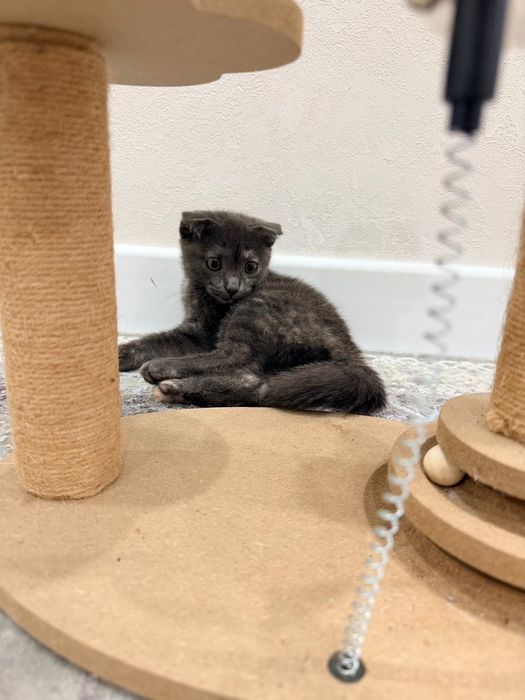 Вислоухий котёнок девочка