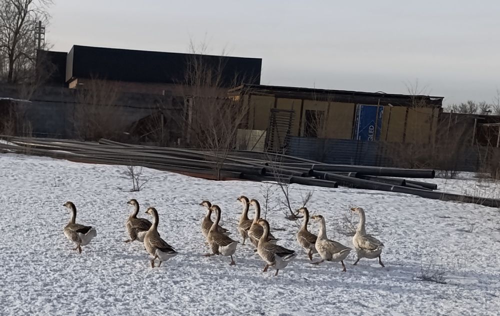 Продаются гуси Талдыкорган