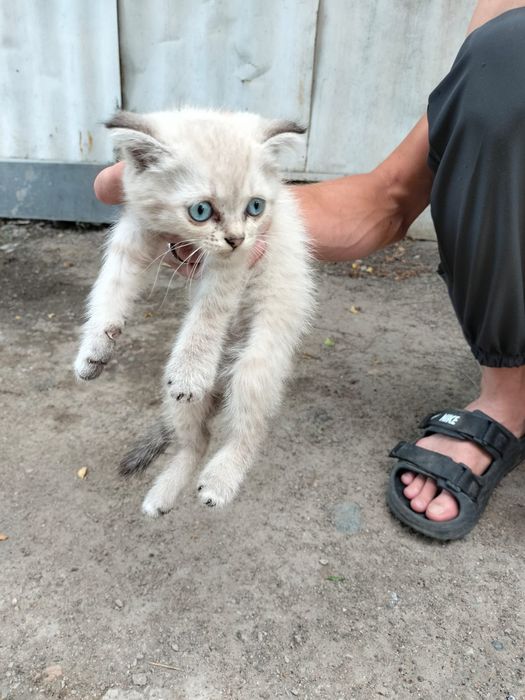 Отдам котят 2 месяца девочки