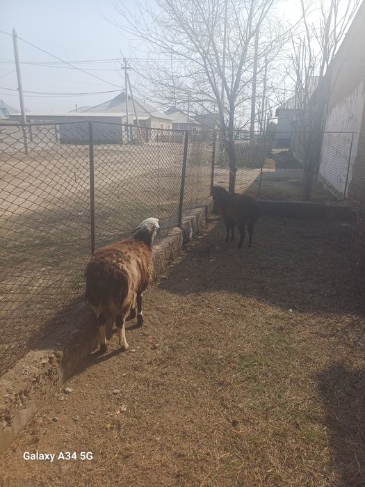 Тоқтылар семіз союға