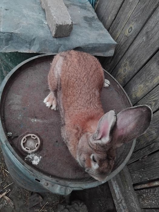 Vând iepuri uriaș german