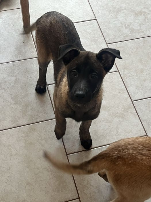 Белгийска овчарка-малиноа