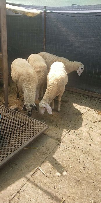 Vând oi Bergamas
3 femele
1 mascul
Varata 8 luni