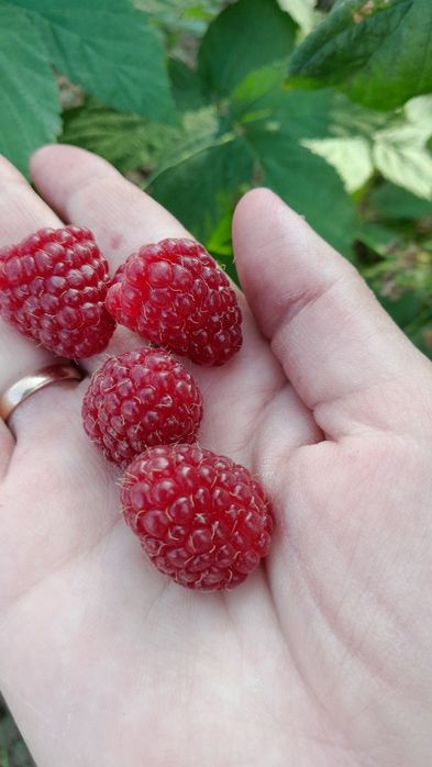 Продам  саженцы малины сорт Полька