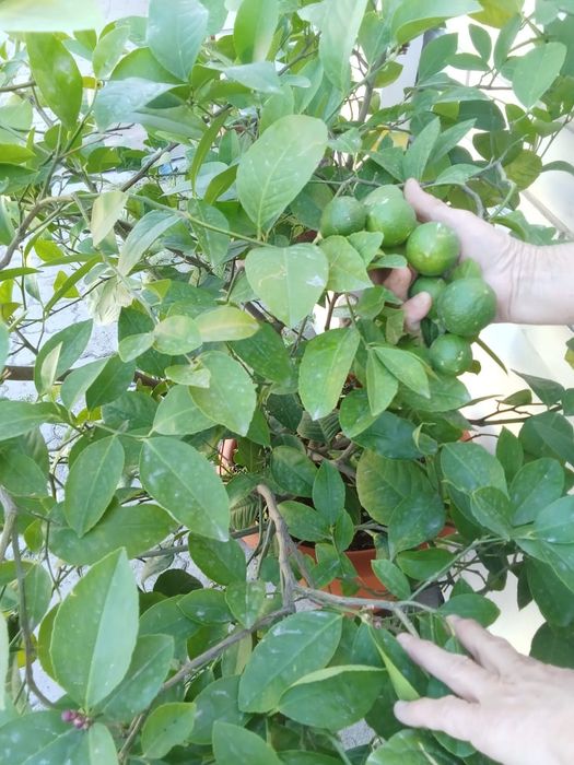 Продается комнатное дерево лимон