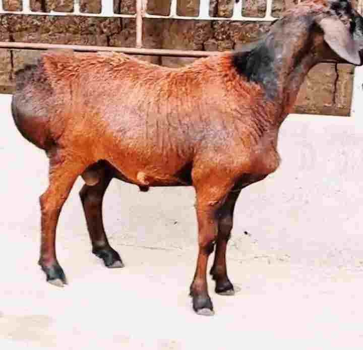 Investor kerak chorvachilika