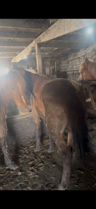 Байтал бие жылкы лошади сатам