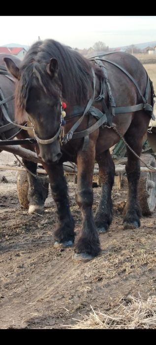 Mânz disponibil în mai face doi ani