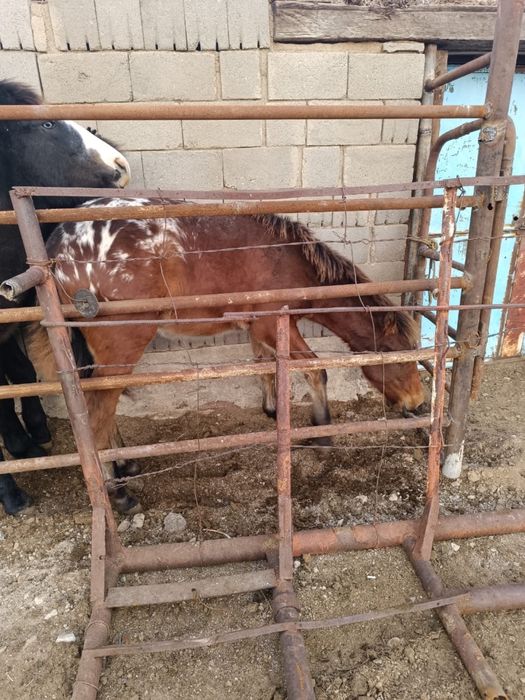 Жабагы шубар сатылады еркек