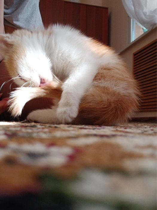 Котенок-рыжие котята