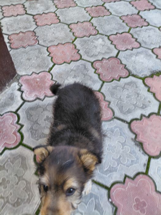 Званок мальчик пальчик