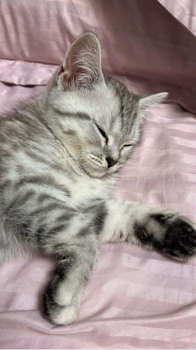 Шотландский котенок