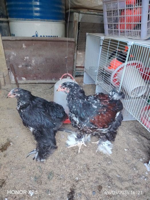 Продам Брамы Парцелян.
