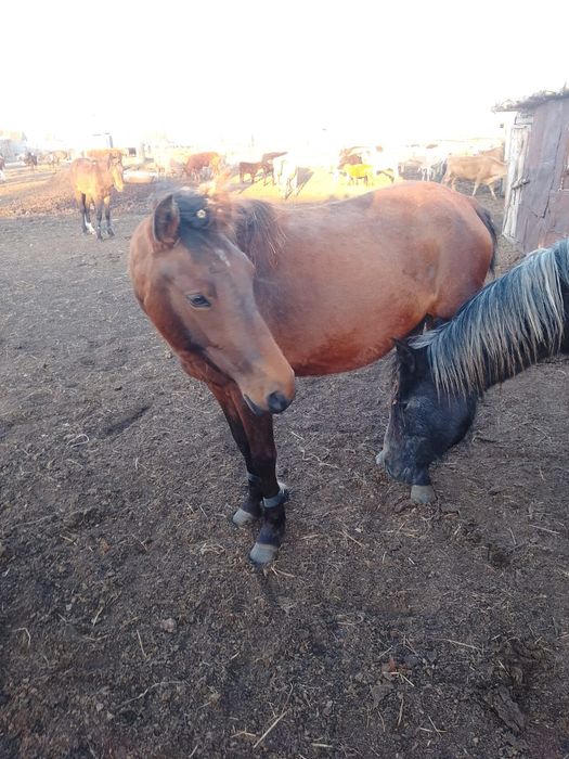 Лошади 3-х годовалые