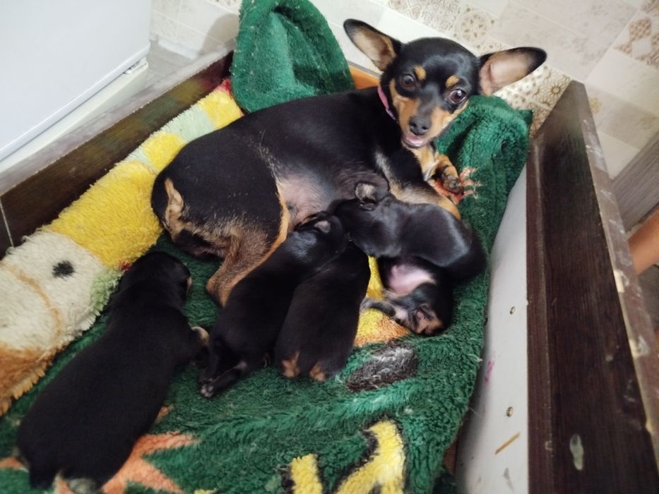 Щенки той терьер