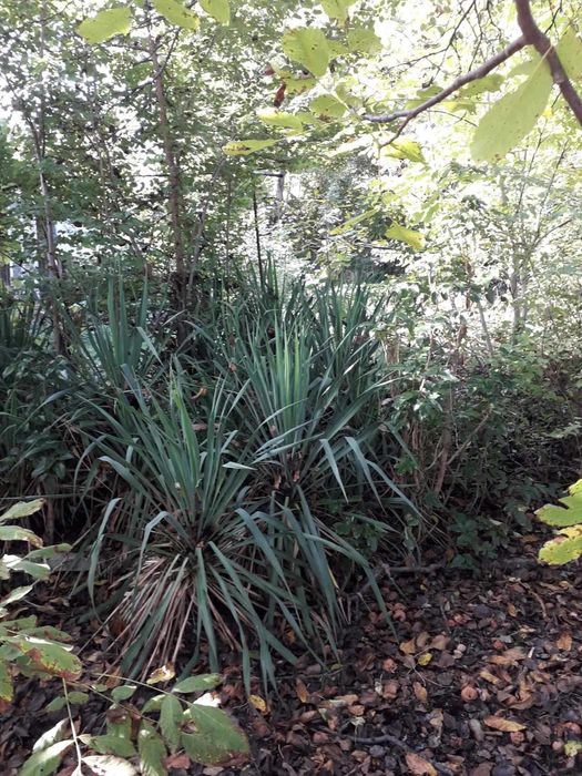 Продава се Земеделски имот в Враца, Вежен -  кв.м за 12750 €/дка - Снимка #1