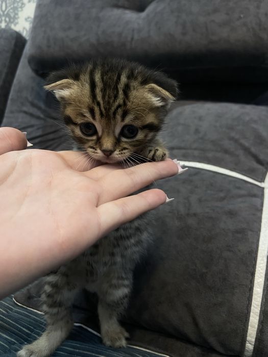 Котята британцы