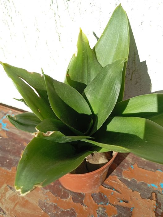 Домашни Отглеждани Цветя Алое Вера,Кактуси и други.