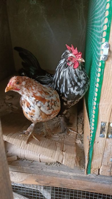 Японский  кораз сатылады!!