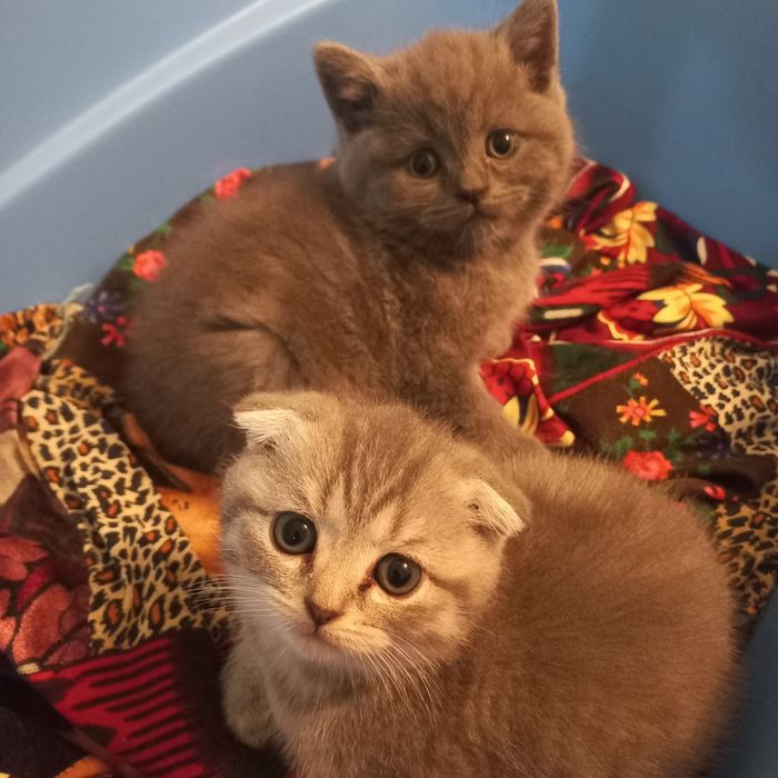 Мушук боллари сотилади