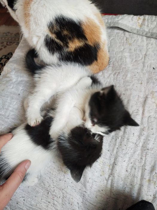О дам котят бесплатно