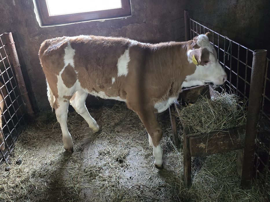 Vițea bălțată românească