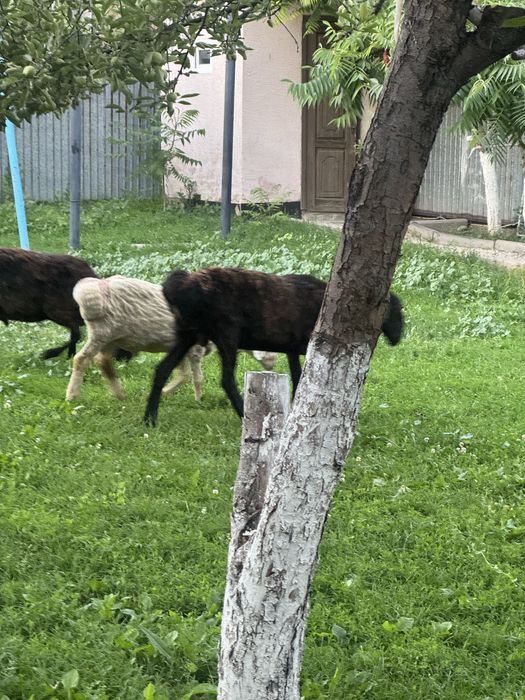 Қойлар сатылады жас қойлар