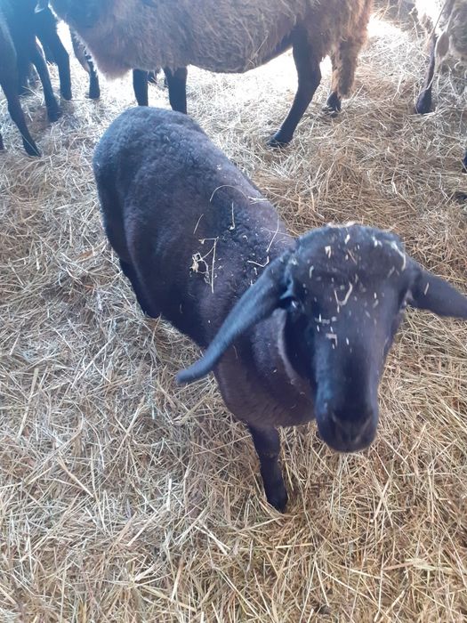 Oaie  carabasa sarbeasca