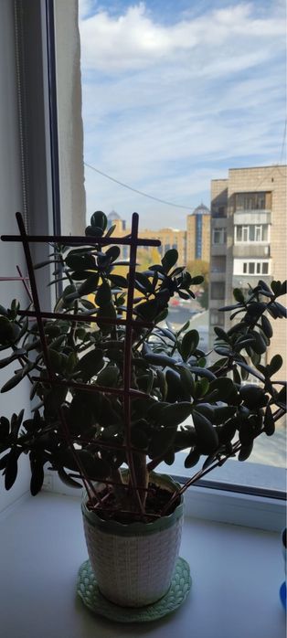 Продам цветы домашние