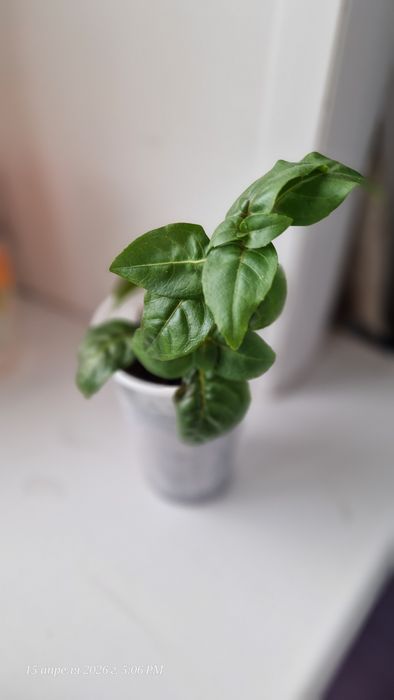 Укорененный черенок фуксии