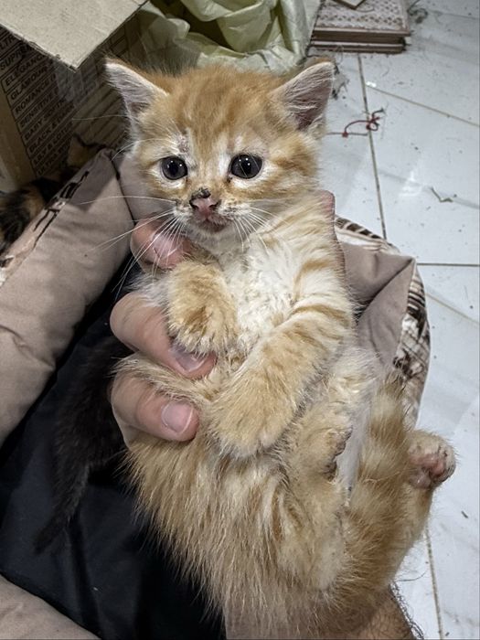 Котята в добрые руки