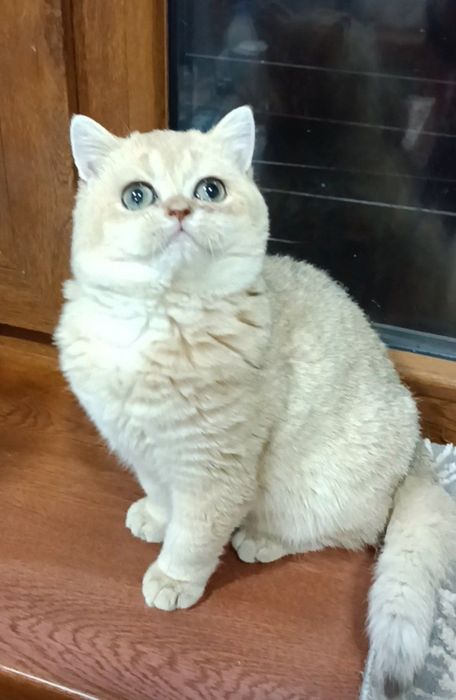 Продаются девочки британки ny11