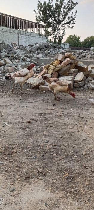 Товуклар сотилади