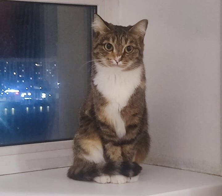 Отдадим кошку в добрые руки