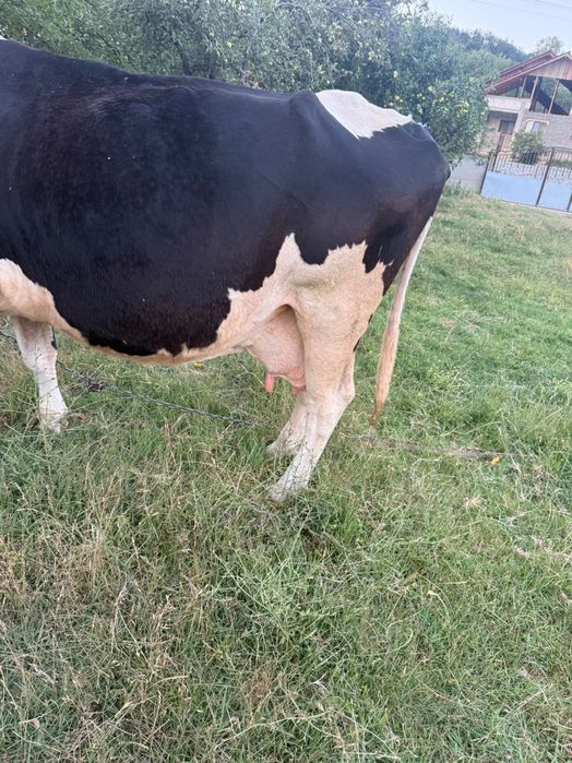 Vaca cu vițel de 6 luni