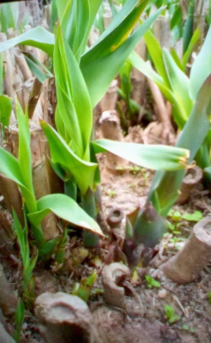 Trestie Gigant -Gard Verde de protectie -Arundo Donax Aurea (min 3 buc