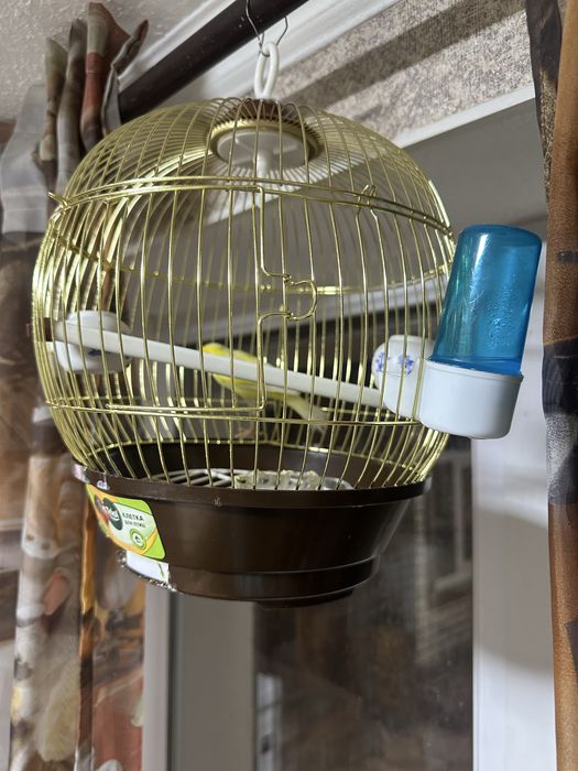 Продам поющего кенора