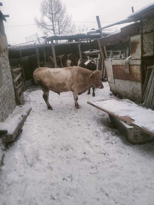 Продам Быково цена договорная