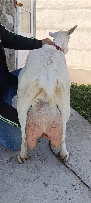 Capra nr1. De elită