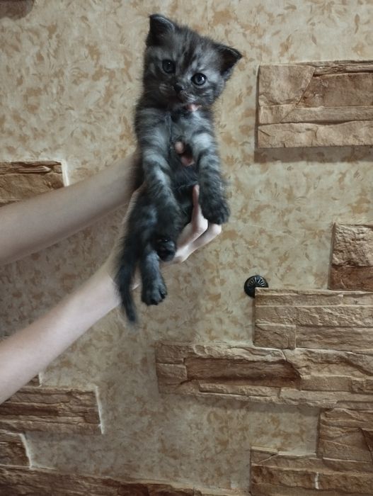 Продаются котята