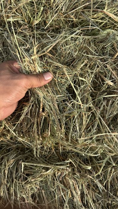 Продам сено тюки разнотравие