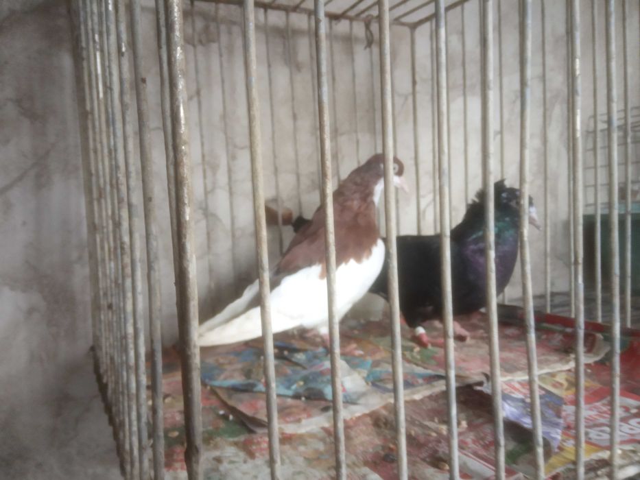 Продавам чифт кабаци