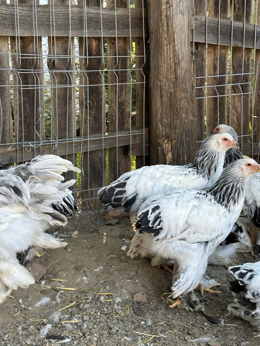 Disponibili tineret brahma herminat deschis