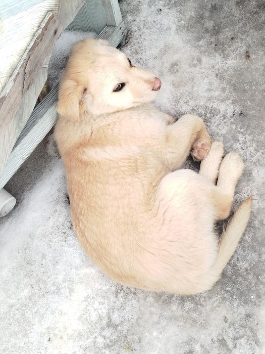 Отдам щенят сосновый бор