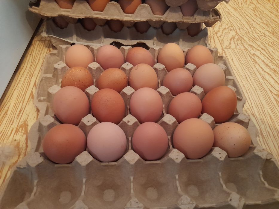 Продам домашние яйца!