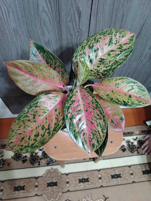 Продам комнатный цветок