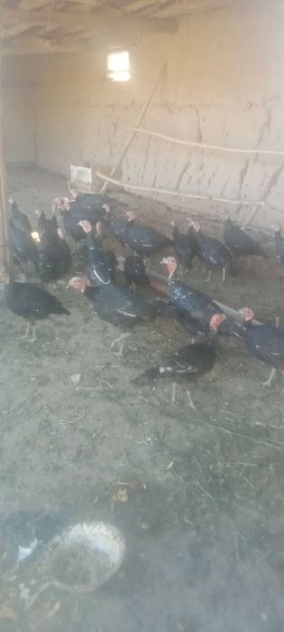 Индуклар сотилади