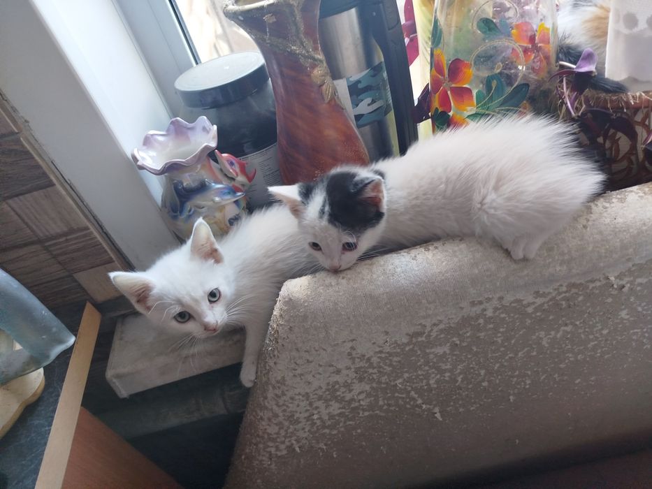 Отдам котят в хорошие руки